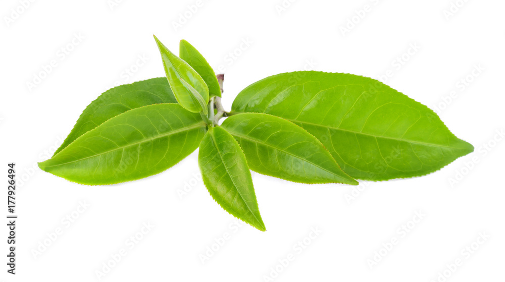 green tea leaf isolate green tea leaf isolate