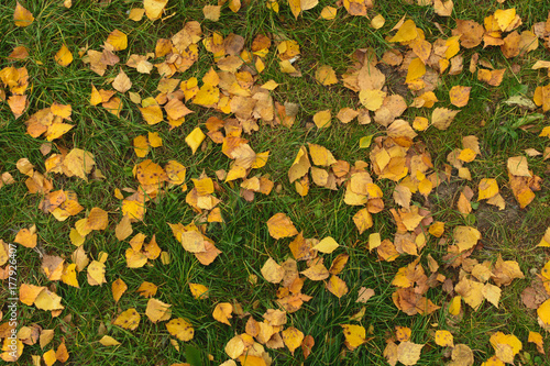 Yellow birch leaves on green grass. © pro100dzu