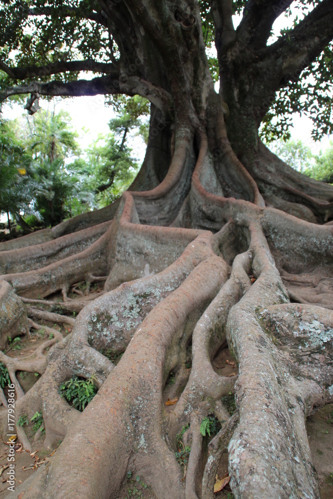 Acorian rubber tree