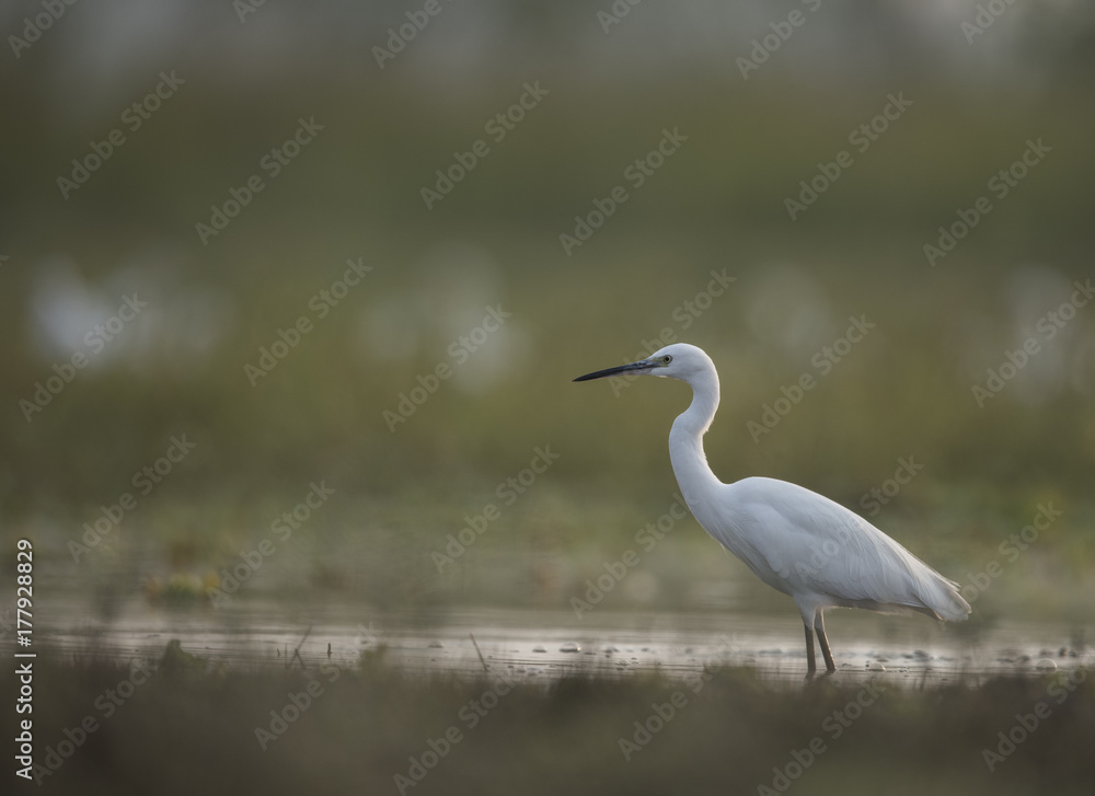Fototapeta premium Little Egret