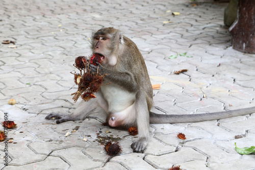 Macaque eats fruits