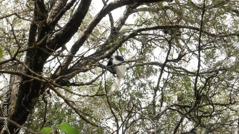 Wild Monkey In the Rainforrest of Kilimanjaro Wild Monkey In the Rainforrest of Kilimanjaro