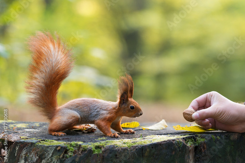 Fotografie Red squirrel and a hand with nut