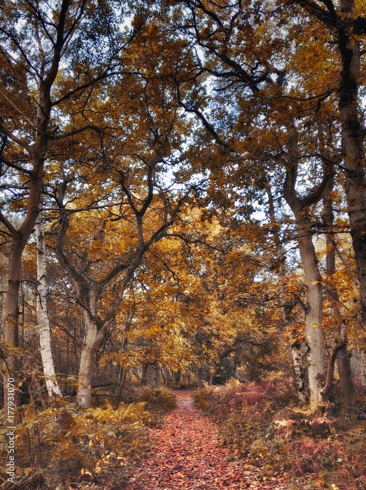 Fototapeta premium Autumn Forest
