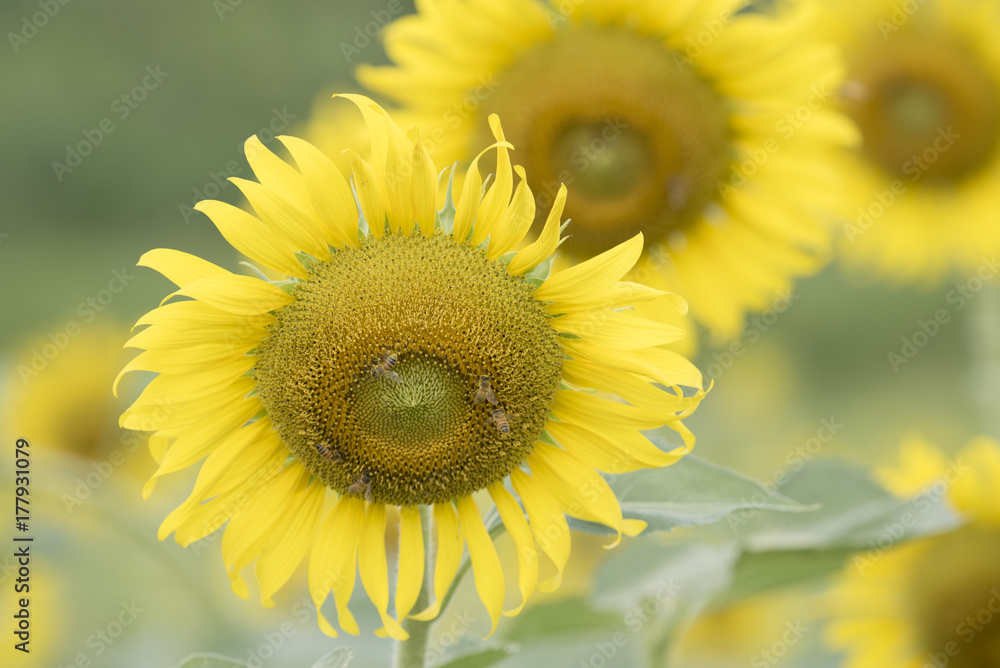 Obraz premium Closeup nature view of flower on blurred background