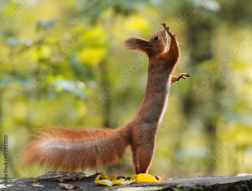 Funny squirell standing on two legs photo