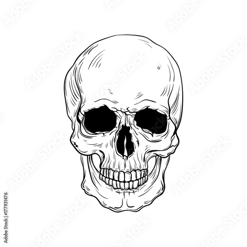 hand drawn anatomy skull . Vector