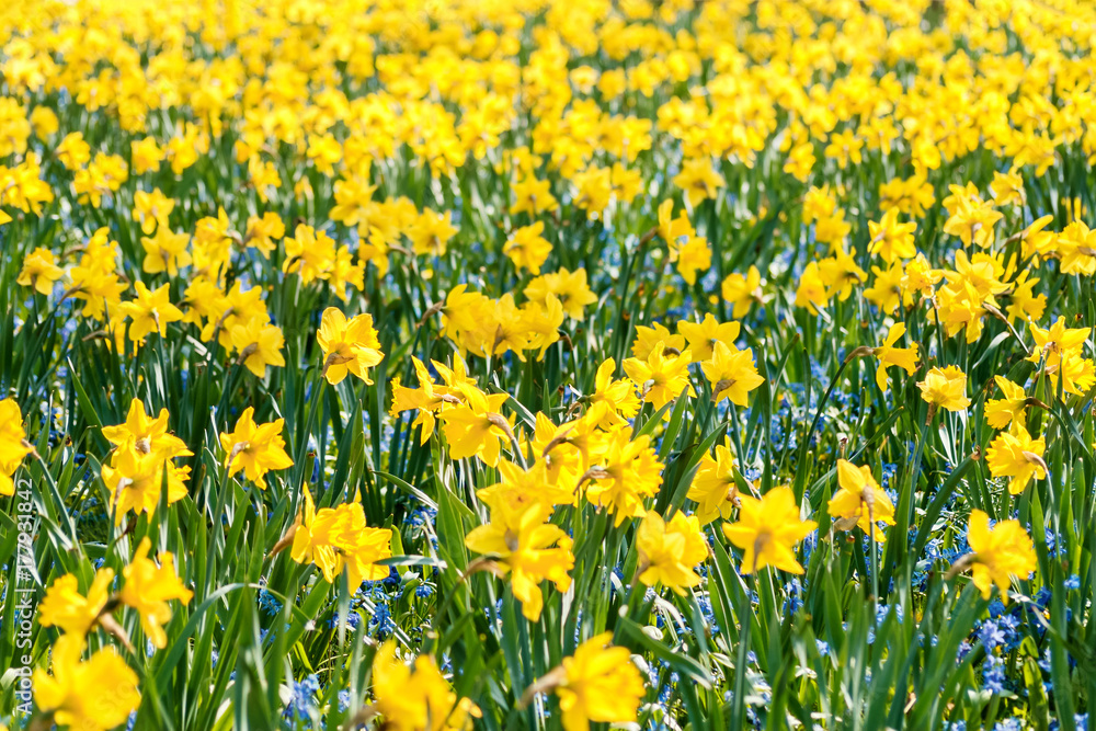 Blumenfeld im Frühling