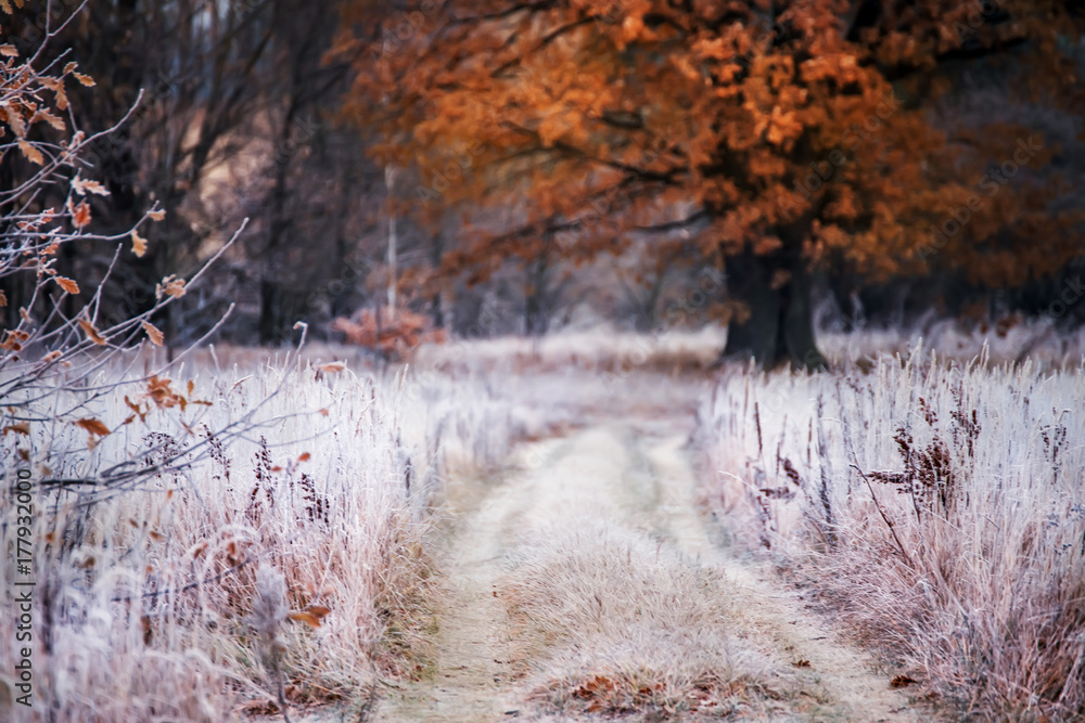 Naklejka premium Grass covered with white frost in the early morning. The road running in the middle of the field and the oak tree with orange leaves. Transition from autumn to winter.Selective soft focus.