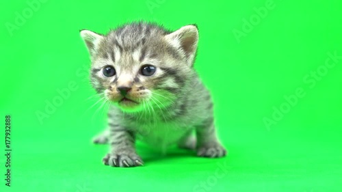 子猫のクロマキー（グリーンバック）