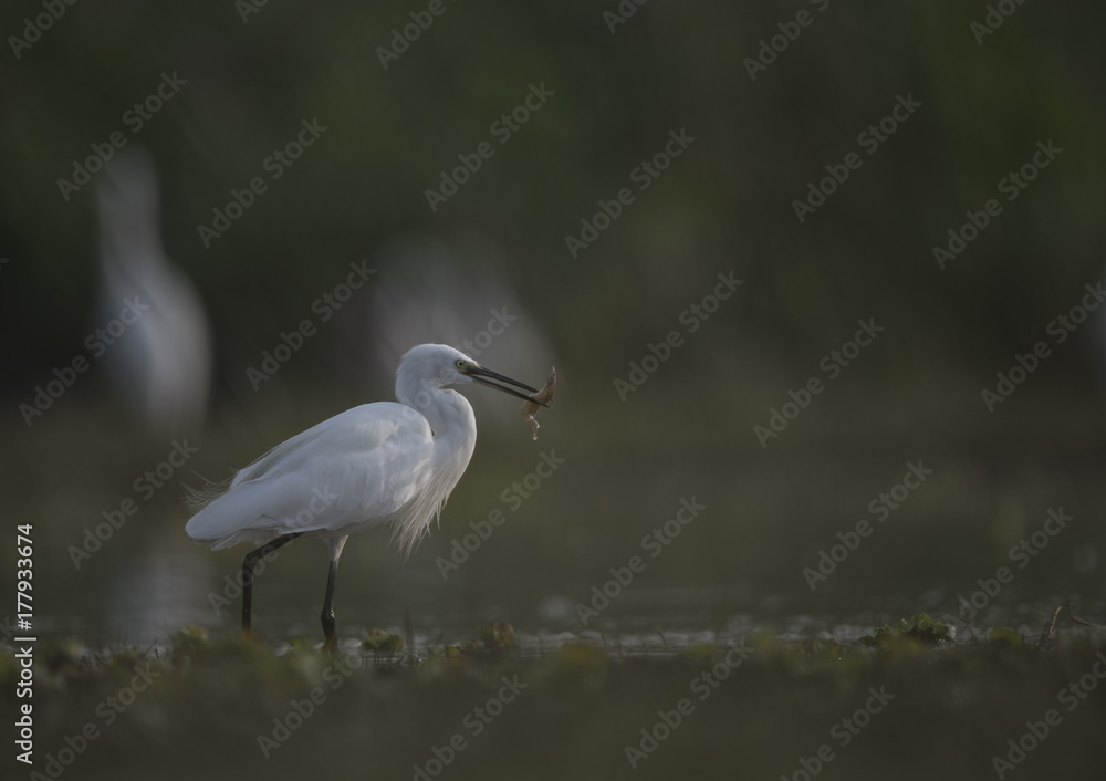 Obraz premium Little Egret