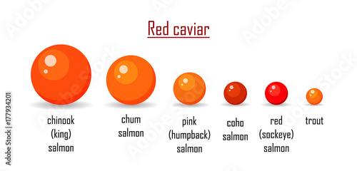 Different variety red caviar salmon isolated on white background. Roe icon vector illustration. Russian traditional snack. Classification any type caviare of chinook, chum, coho, humpback, sockeye