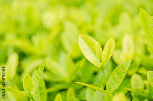 Closeup fresh and green leaves  nature in garden, natural green leaf plants landscape. ecology, wallpaper concept.