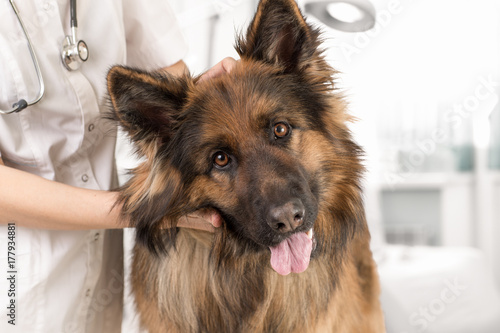 dog examination by veterinary doctor