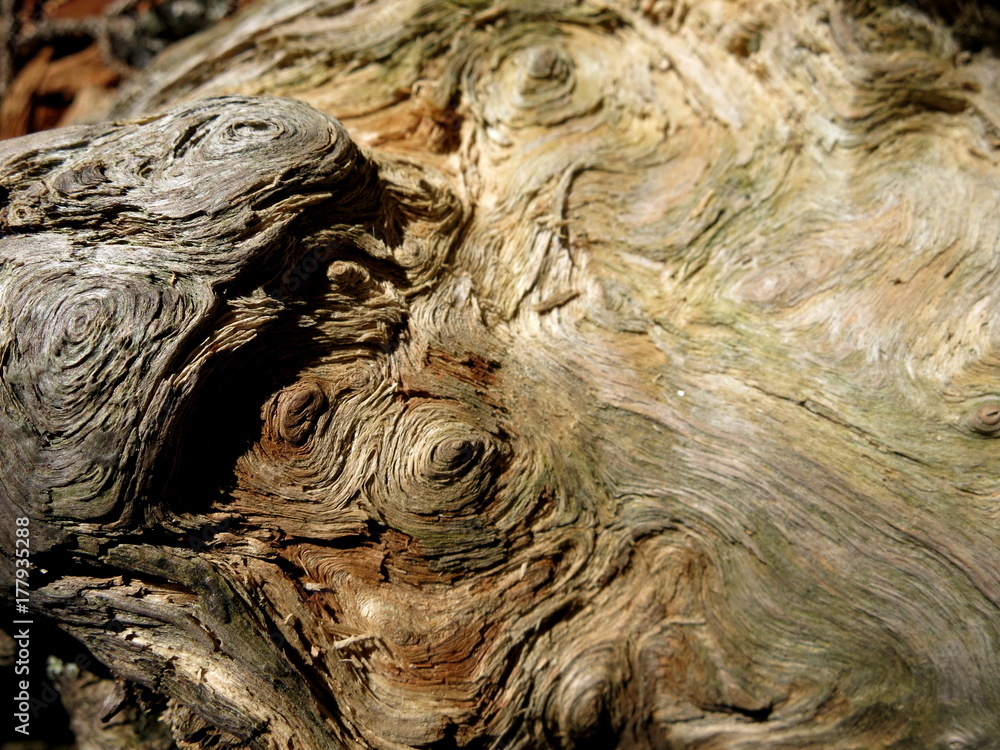 Holzstruktur Holzstruktur