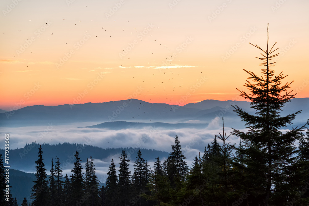 Birds in the morning sky in the mountains
