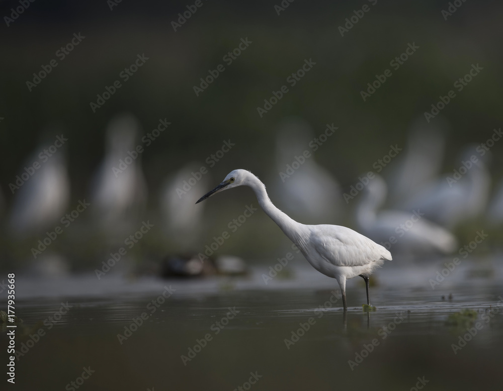 Little Egret Little Egret