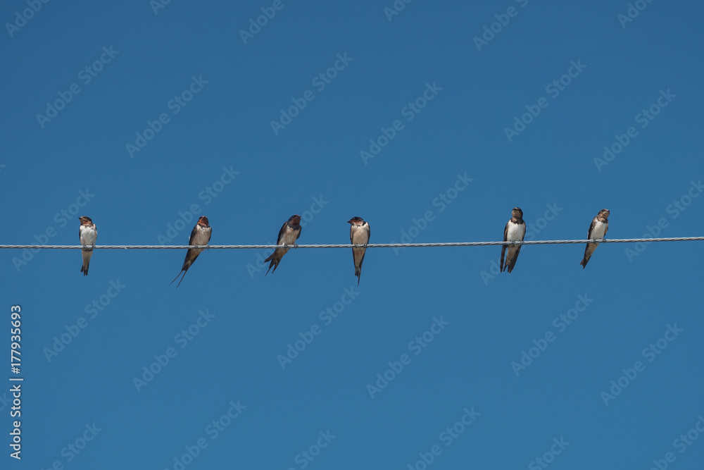 Birds on power line cable Birds on power line cable