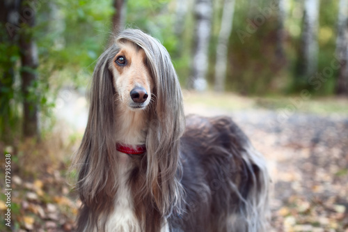 Smart dog  Afghan hound with ideal data stands in the autumn forest and looks into the camera. A long bang closes her one eye. Picturesque portrait of a dog. 