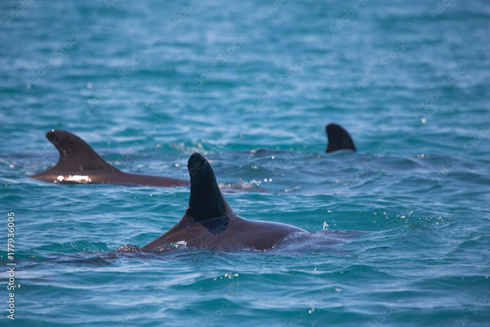 Fototapeta premium A pod of False Killer Whales, Kimberley Coast, Western Australia