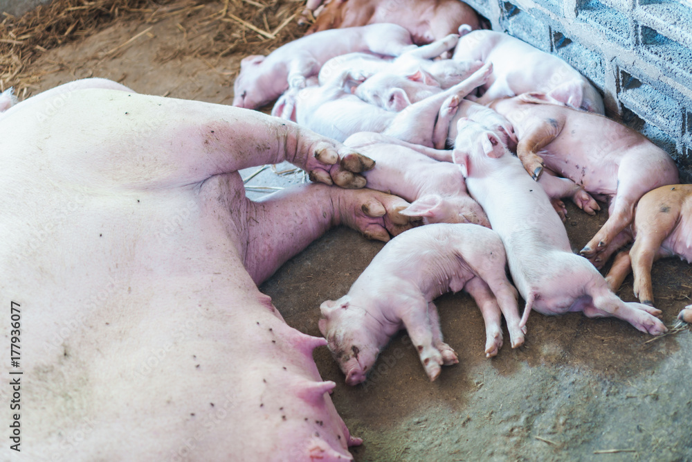 Small piglet and mother in the farm Small piglet and mother in the farm