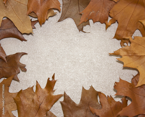 Frame of oak leaves
