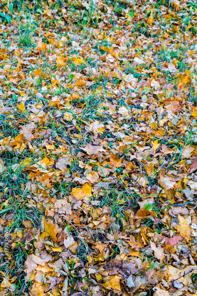 Yellow fallen leaves lie on autumn ground
