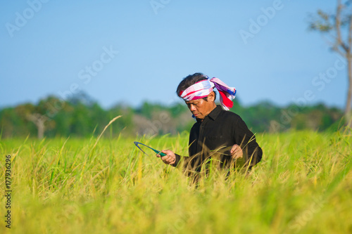 Asian farmer working in the rice field © Naypong Studio