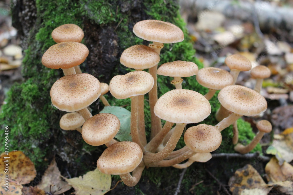A group of mushrooms (Armillaria mellea) near the stump A group of mushrooms (Armillaria mellea) near the stump