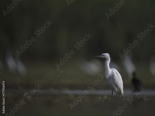 Little Egret