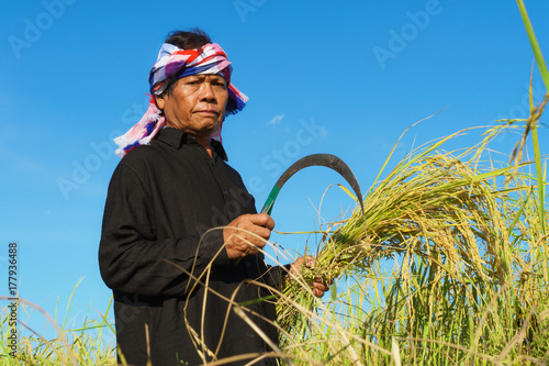 Asian farmer working in the rice field photo