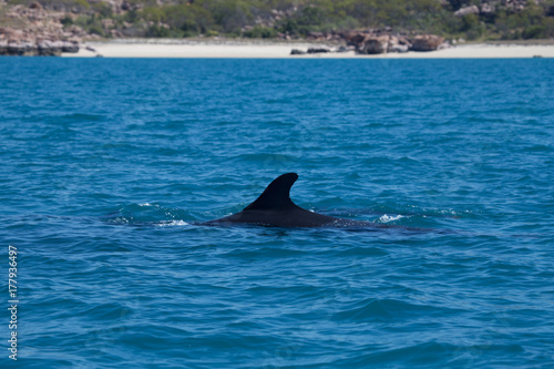 A pod of False Killer Whales  Kimberley Coast  Western Australia