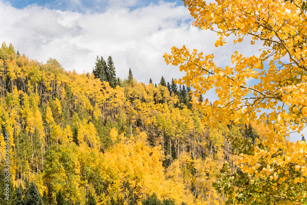Golden Aspen Forest in the San Juan Mountains in Colorado