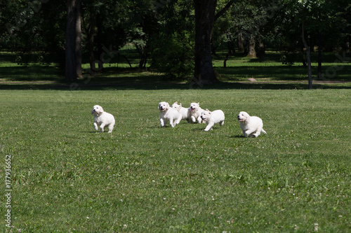 Puppy Golden Retriever puppies running around on the Meadow