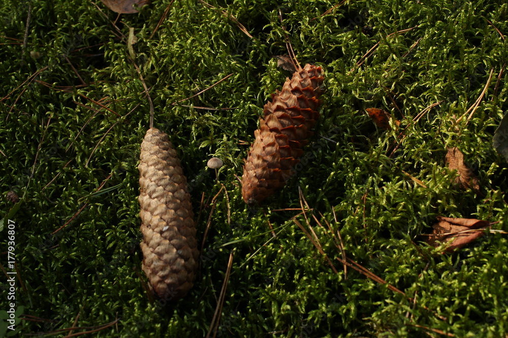 Cones on a moss Cones on a moss