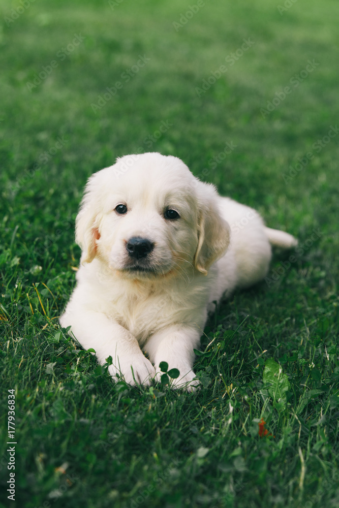 Puppy Golden Retriever pup rests on nature Puppy Golden Retriever pup rests on nature