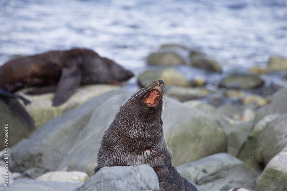 Antarctic Fur Seal, South Shetland Islands, Antarctica Antarctic Fur Seal, South Shetland Islands, Antarctica