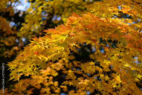 北海道 大沼国定公園の紅葉