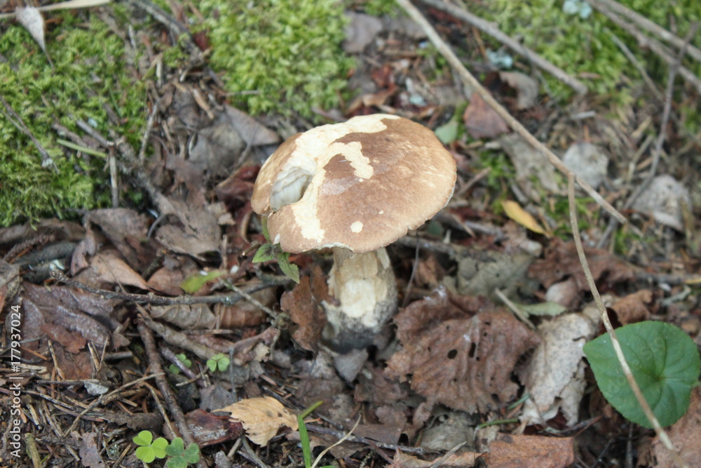 Mushrooms  Boletus. Fungi of the Boletaceae family, White fungus.