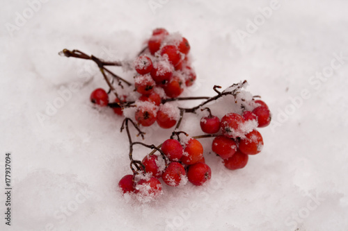 Rowan in the snow