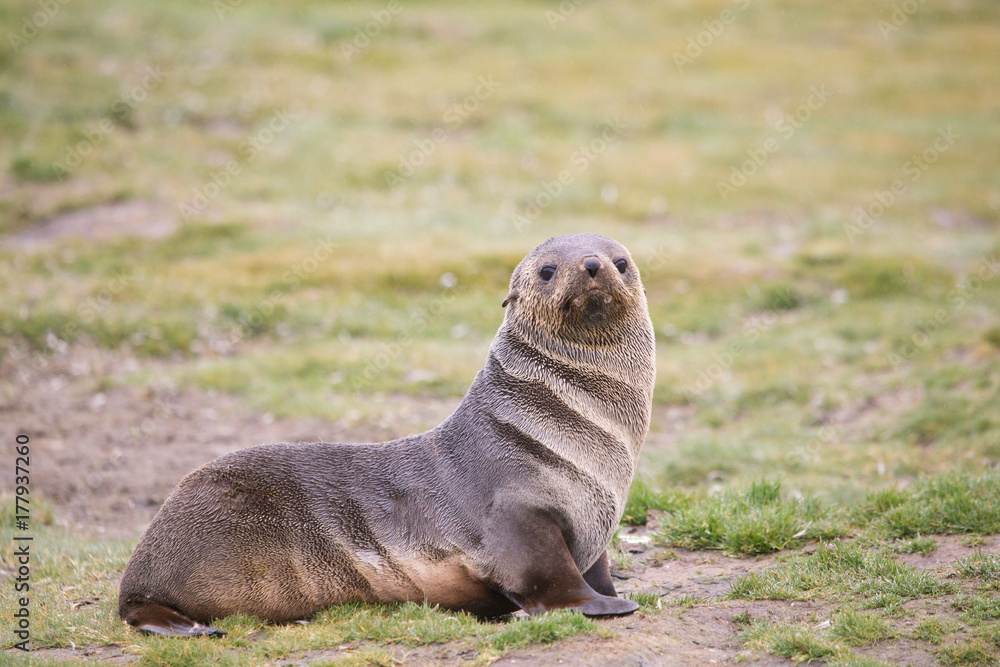 Fototapeta premium Antarctic Fur Seal, South Shetland Islands, Antarctica