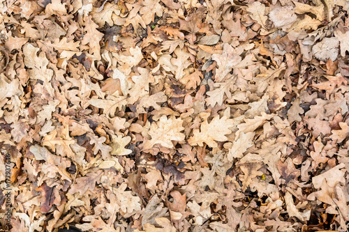 Dry fallen leaves