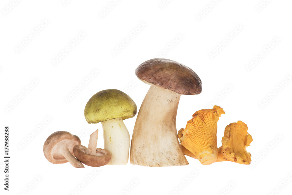 Fototapeta premium Different types of mushrooms