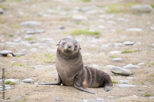 A fur seal pup at Salisbury Plain, South Georgia.