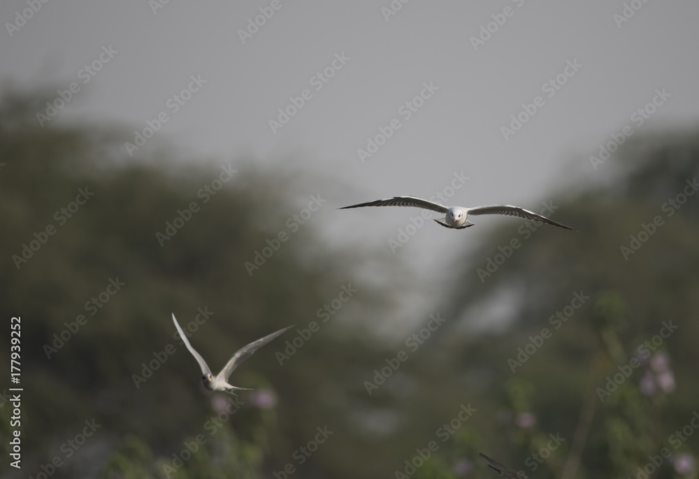 Obraz premium Black headed Gull 