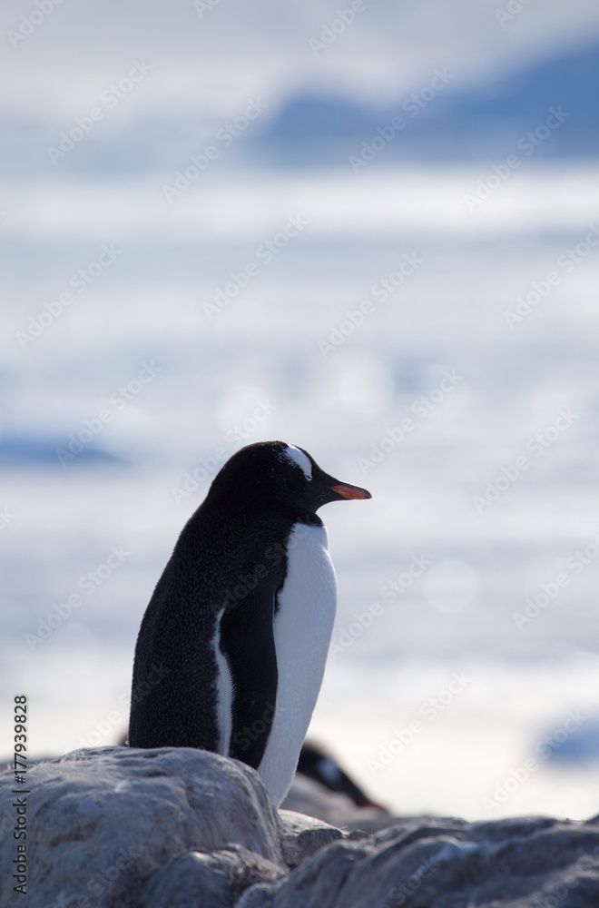 Fototapeta premium Gentoo Penguin, Neko Harbour, Antarctica