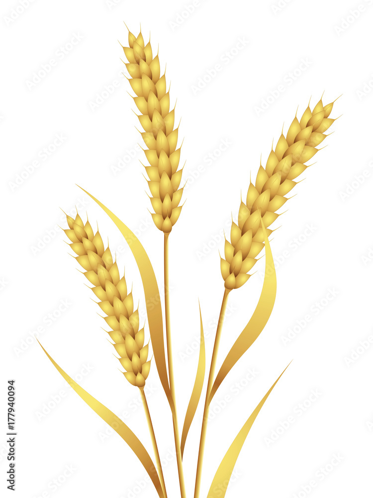 Golden wheat isolated on withe Bg. Golden wheat isolated on withe Bg.