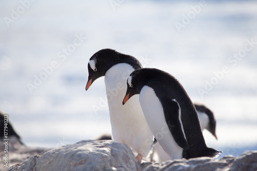 Gentoo Penguin  Neko Harbour  Antarctica