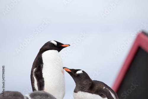 Two Gentoo Penguins.