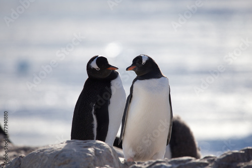 Gentoo Penguins  Neko Harbour  Antarctica